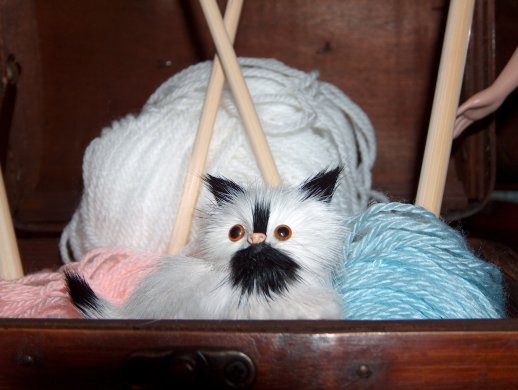 Tiny Kitty